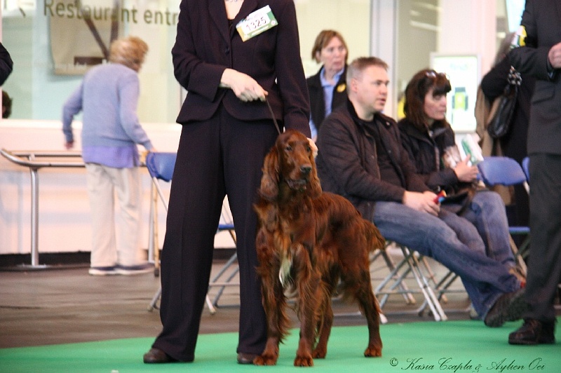 Crufts2011 219.jpg